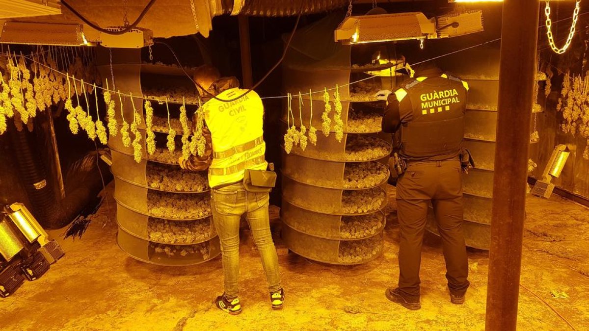 Desmantellada una plantació de marihuana a una nau agrícola abandonada de Riudoms