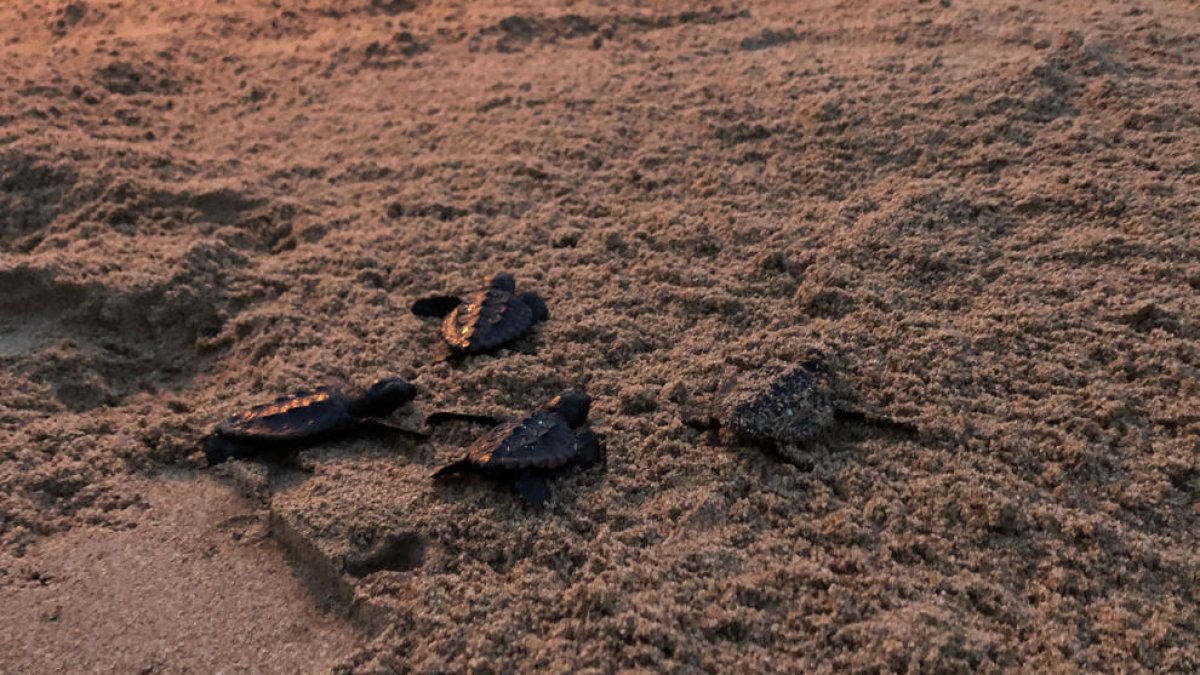Alliberades al mar 17 tortugues careta més del niu de la platja de Calafell