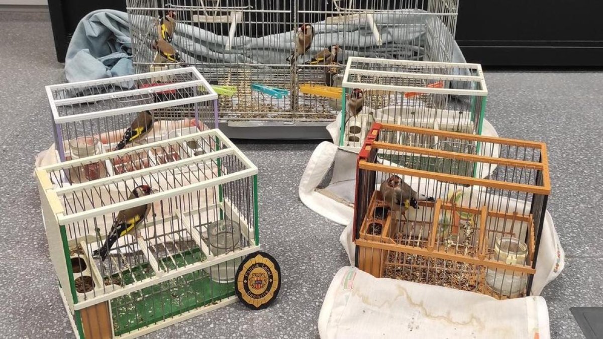 La Policía Local de Cambrils libera ocho jilgueros y denuncia el amo|dueño