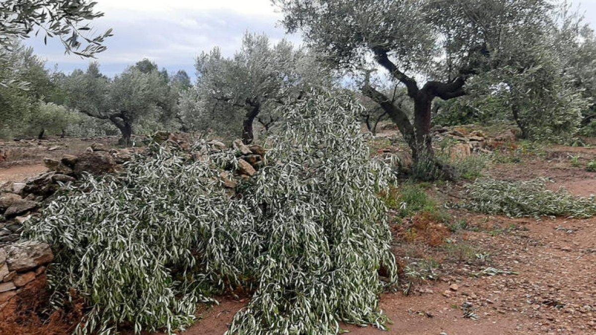 La tempesta de dimarts danya moltes oliveres i inunda camps d'arròs al Baix Ebre i el Montsià