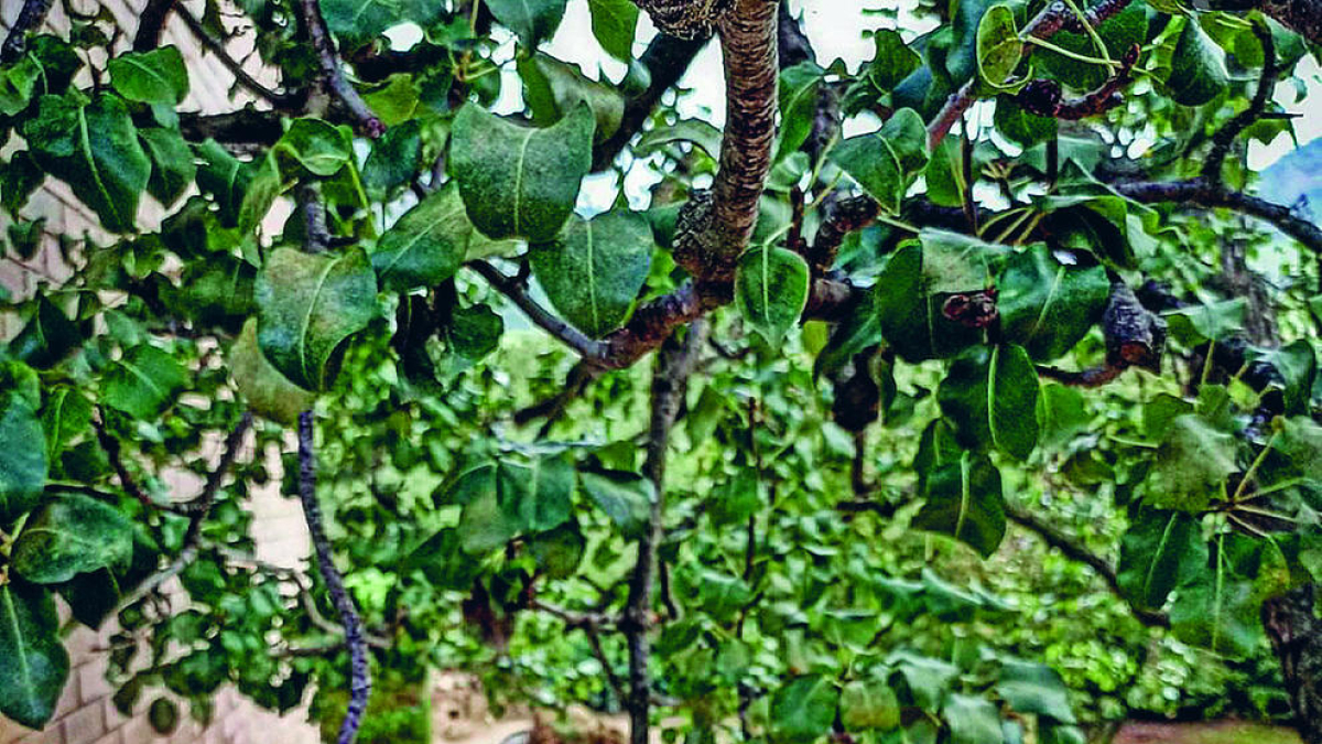 El mundo mira como se come en Vilaplana