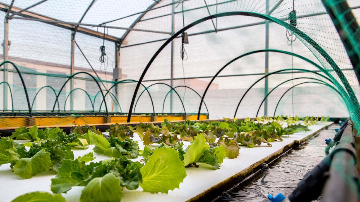 L'IRTA cultiva salicòrnia i enciams en tancs amb peixos