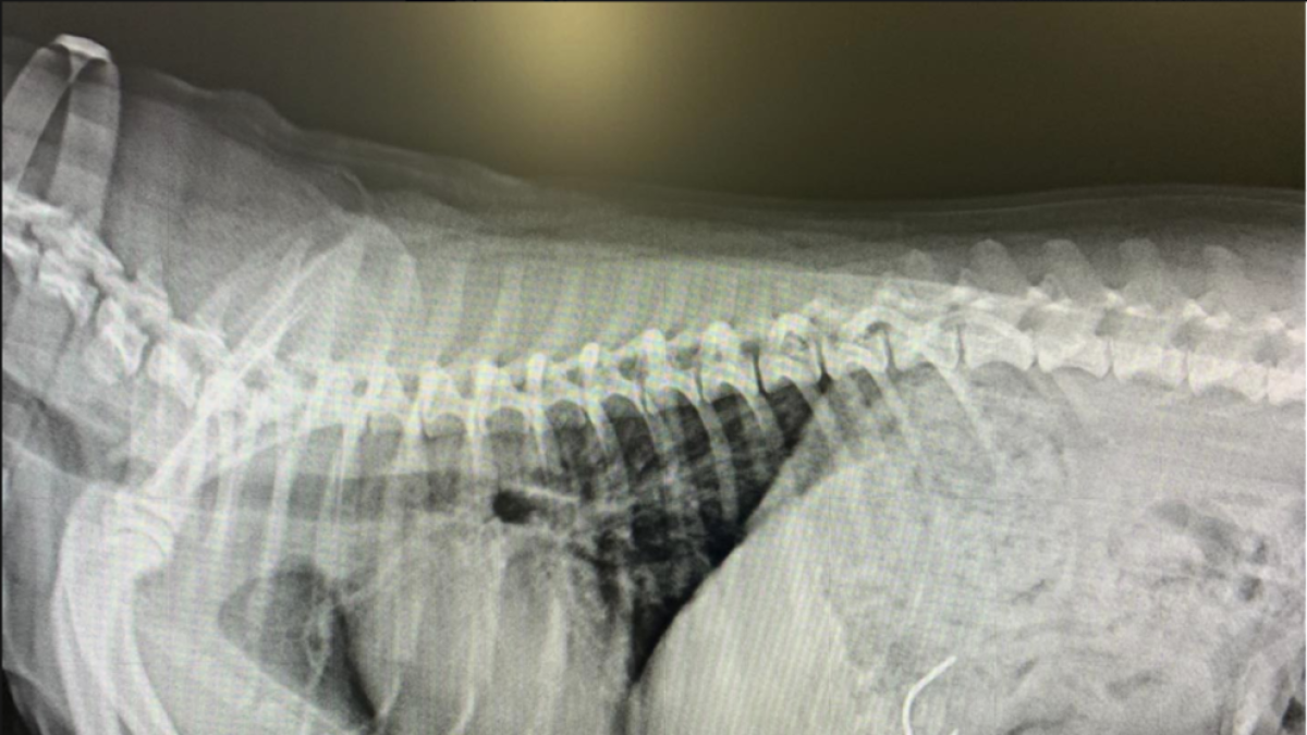Preocupación por la ingesta de anzuelos de pesca entre perros en la playa Larga