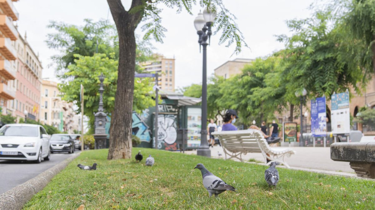 El control dels coloms a Tarragona, aturat per un recurs en l'adjudicació del contracte