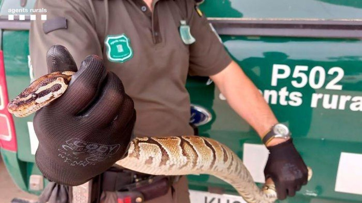 Els Agents Rurals capturen un exemplar de pitó reial a Sant Pere i Sant Pau