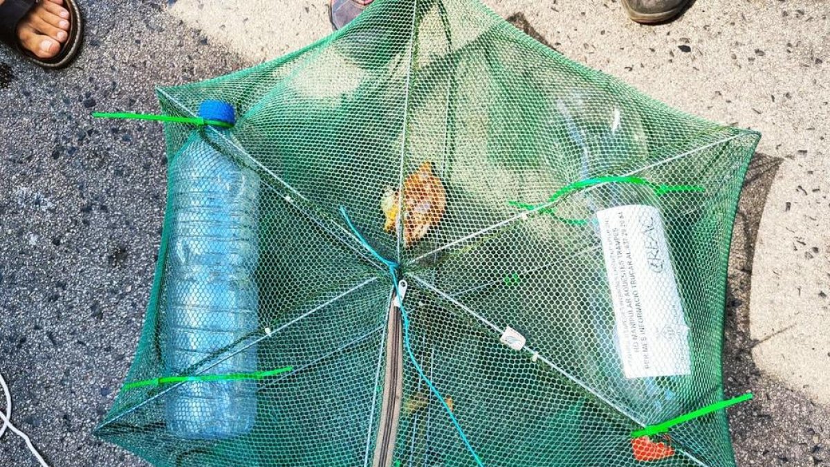 Retiren espècies de tortuga i cranc blau de l'Estany de Calafell