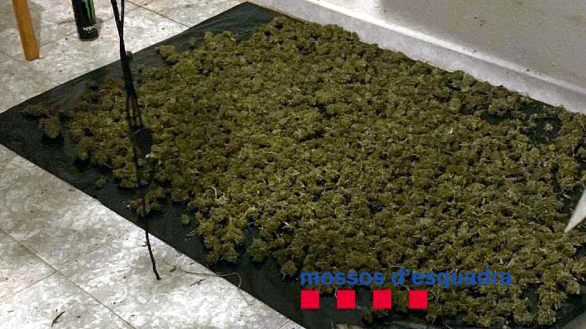 Detinguda una parella per cultivar marihuana en un pis ocupat a Santa Coloma de Gramenet