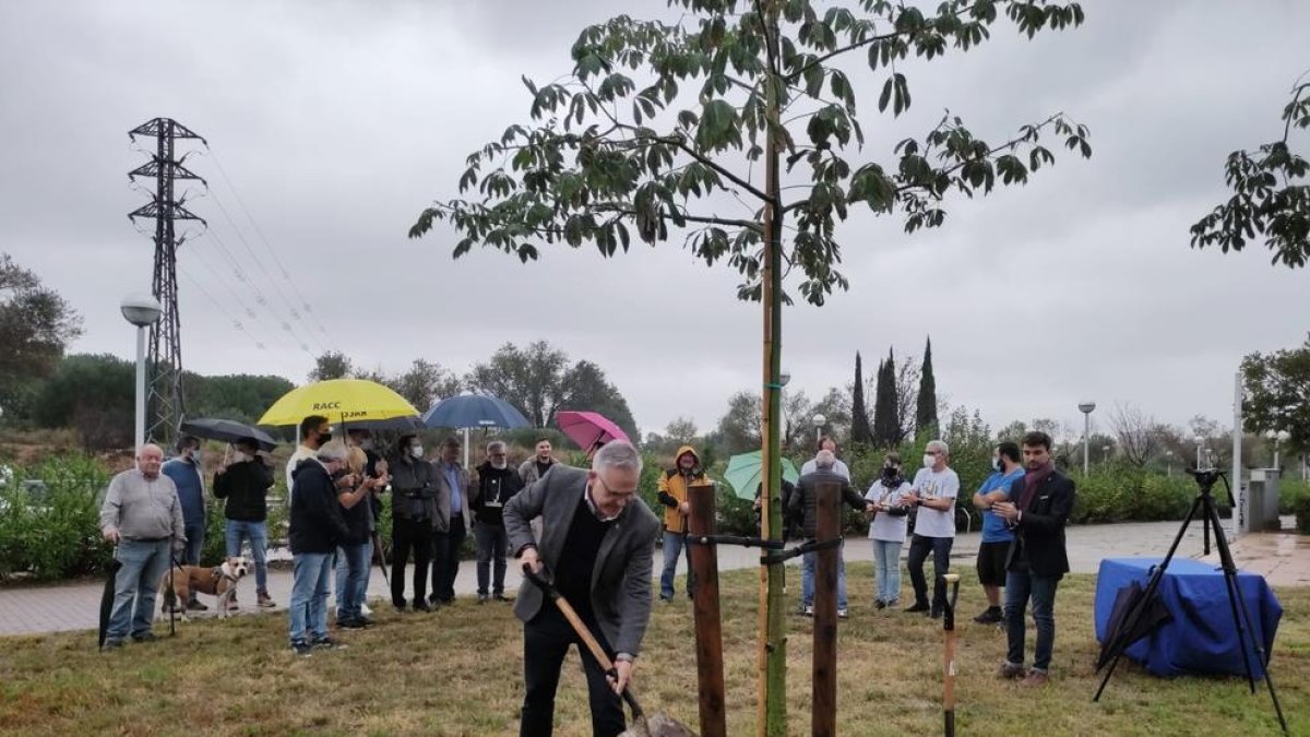 Salou commemora el 32è aniversari de la segregació amb una plantada simbòlica de l'arbre de la llana