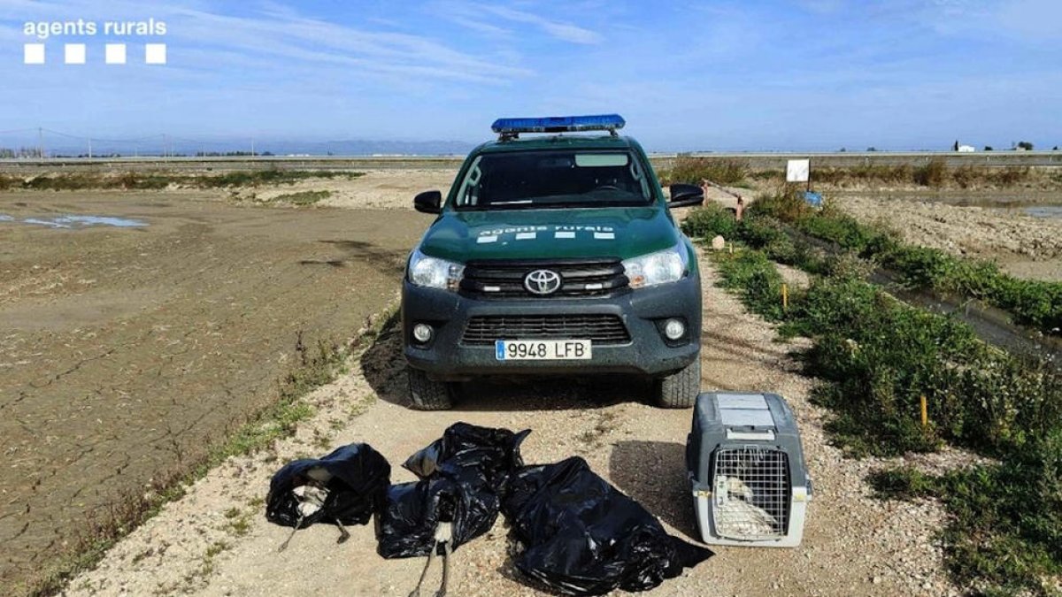 Moren 13 flamencs en xocar contra una línia de mitja tensió al delta de l'Ebre