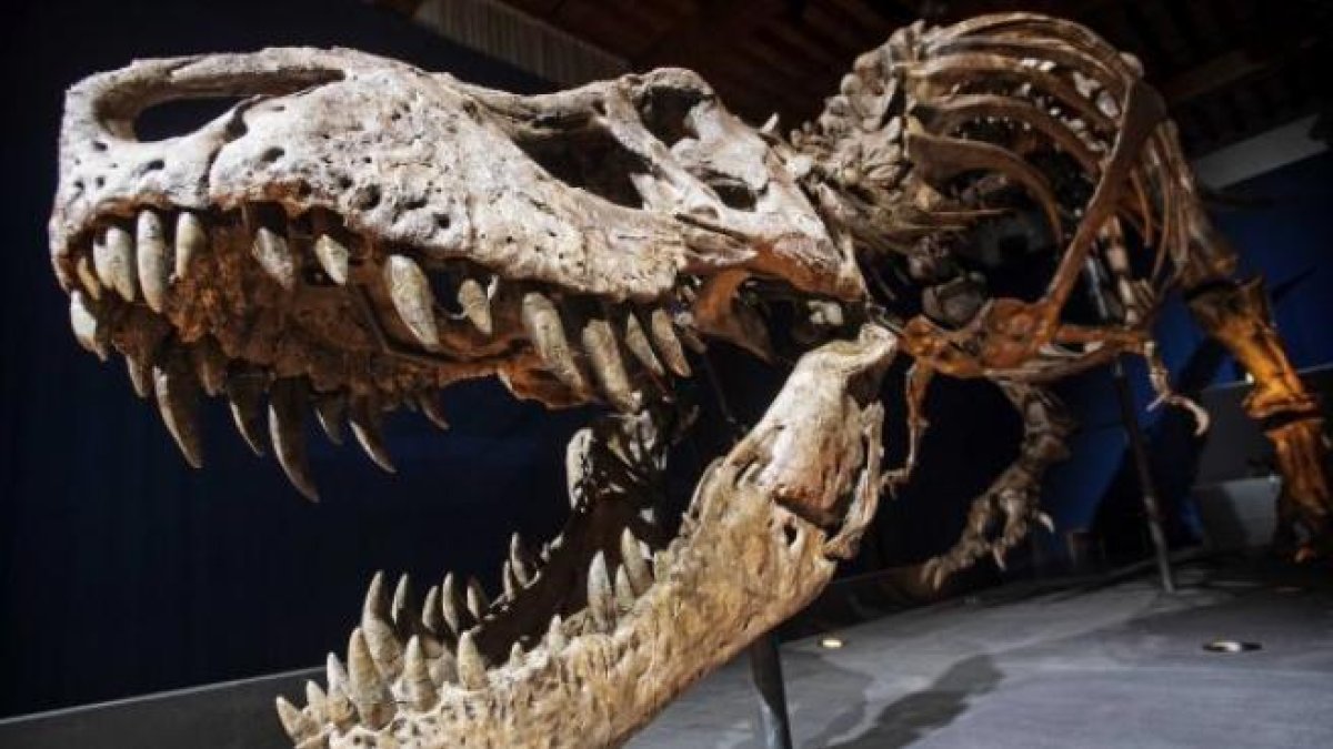 Descubren que el 'Tyrannosaurus rex' no era lo único de su especie