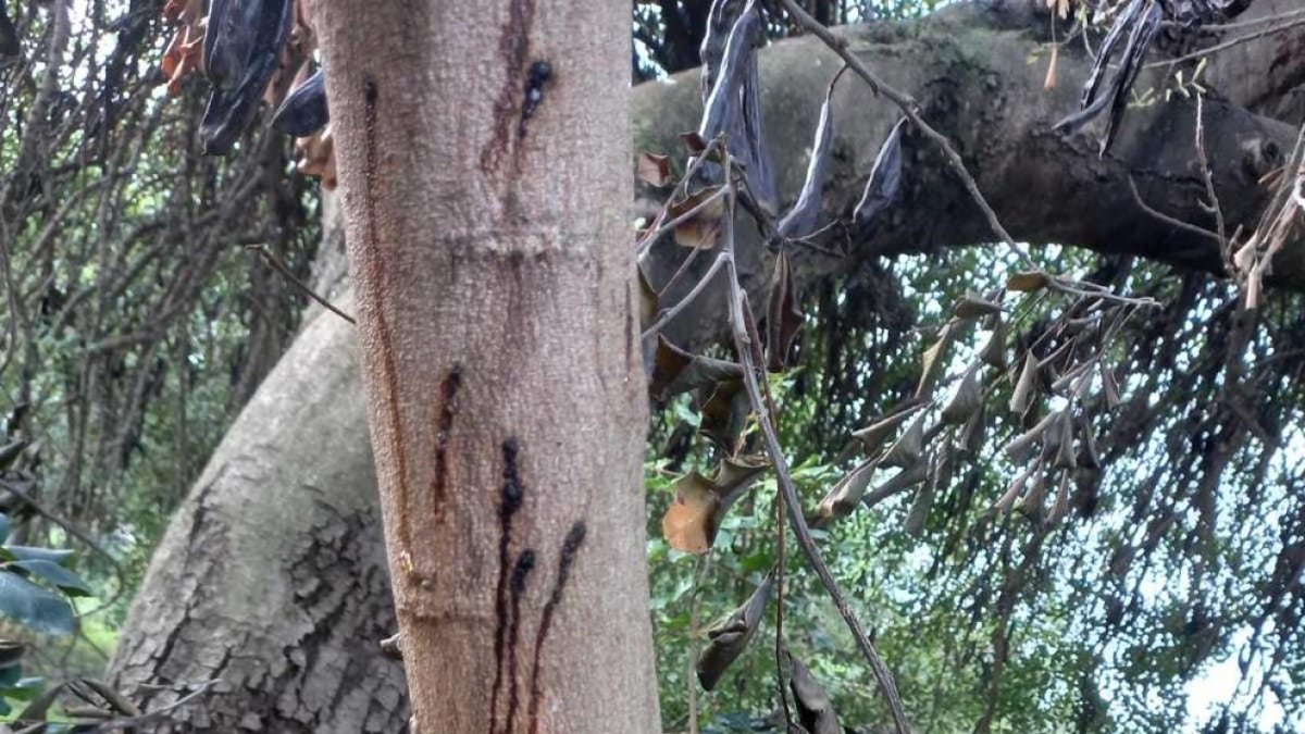 Una plaga está acabando con los algarrobos de algunos municipios tarraconenses