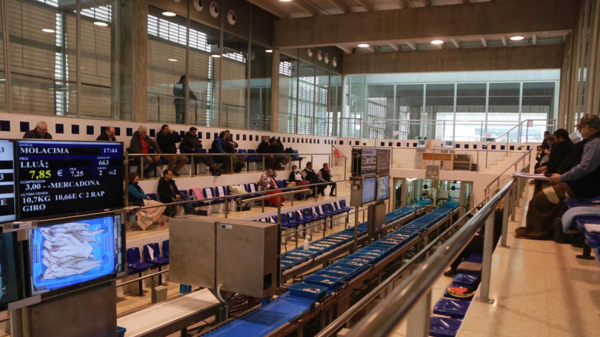 La bahía de los Alfaques se reabre en la pesca después de un mes y medio cerrada por un alga marina tóxica