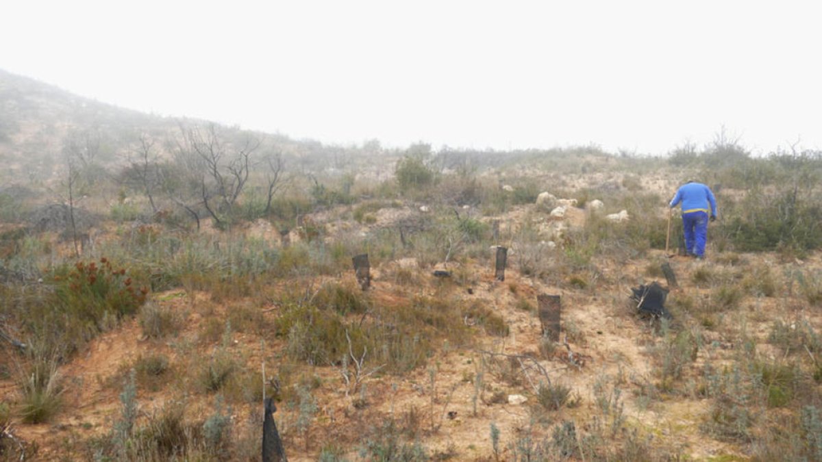 Flix planta 1.800 árboles y arbustos para reforzar la reforestación de la zona incendiada en la Ermita del Remedio