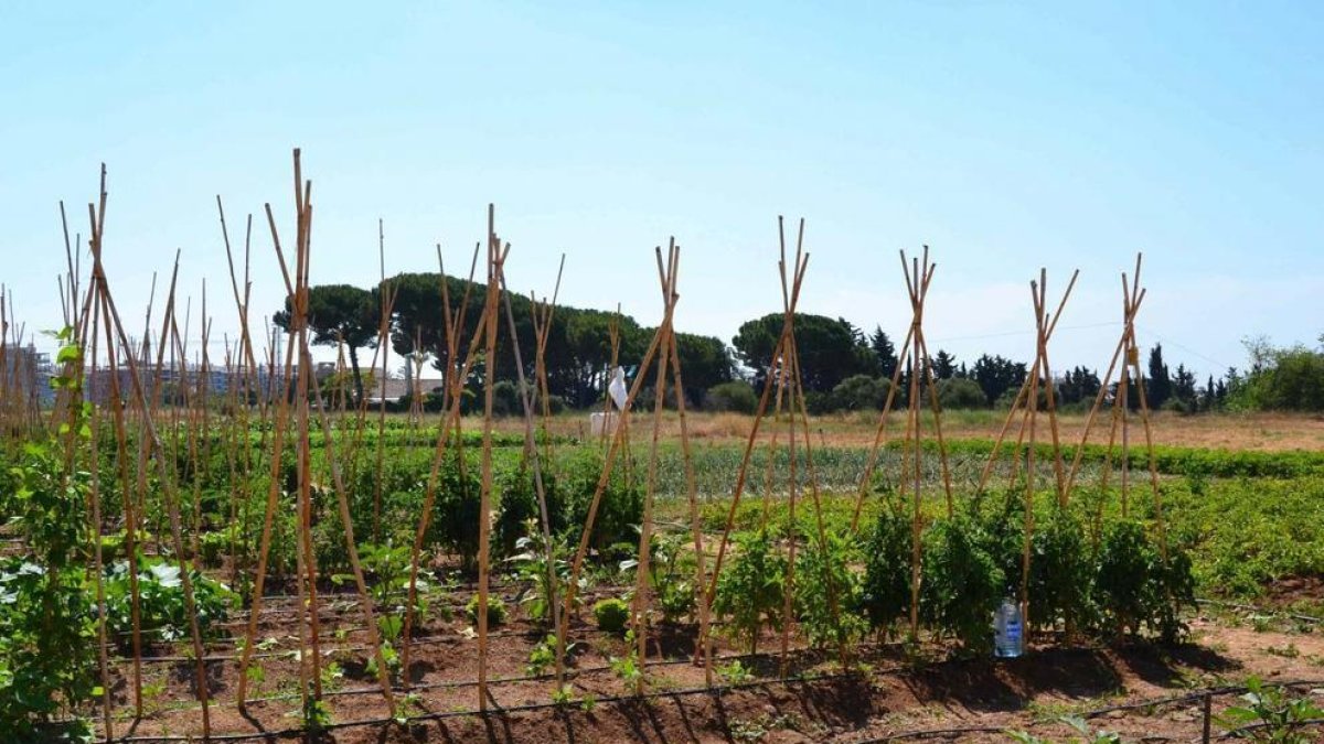 Últims dies de la convocatòria per optar a un hort urbà a Reus
