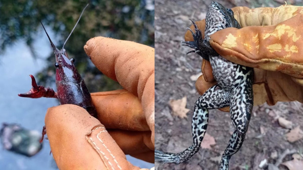 El GEPEC-EdC millora l'entorn fluvial al Baix Penedès