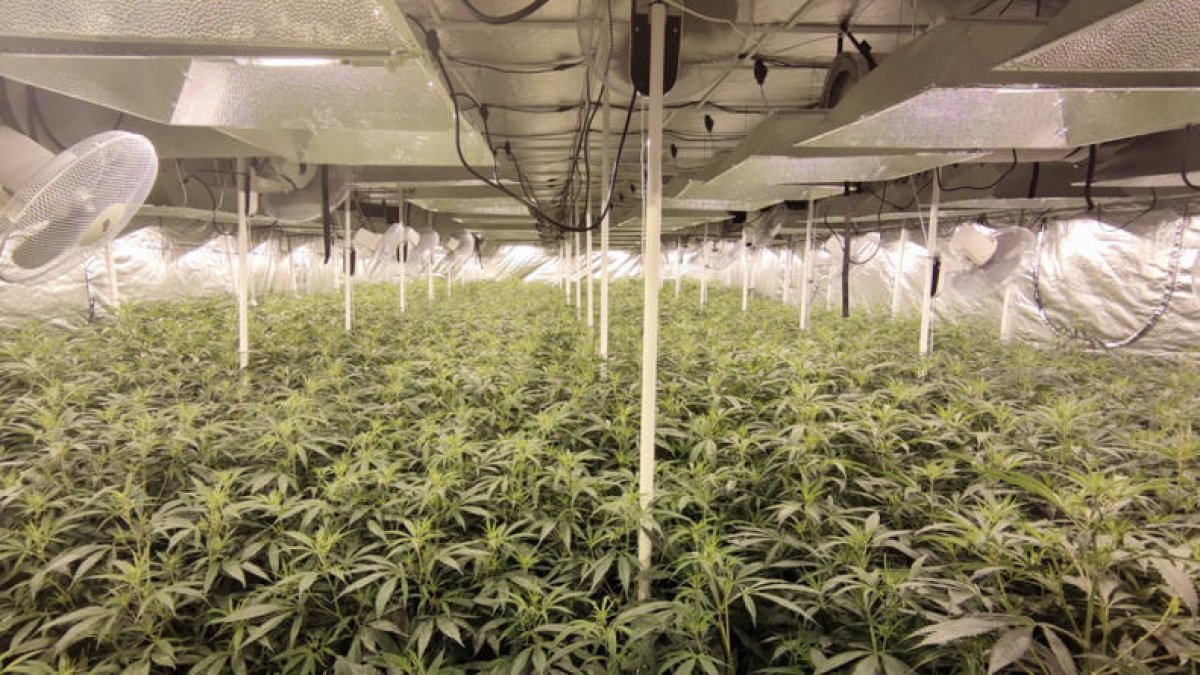 Cuatro detenidos por esconder una plantación de marihuana en una granja en desuso en Camarles