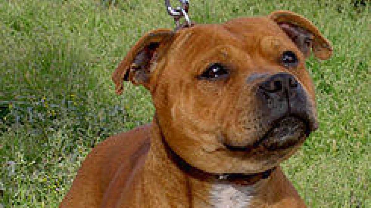 Investigat per abandonar un gos que va morir per l'onada de calor a Madrid