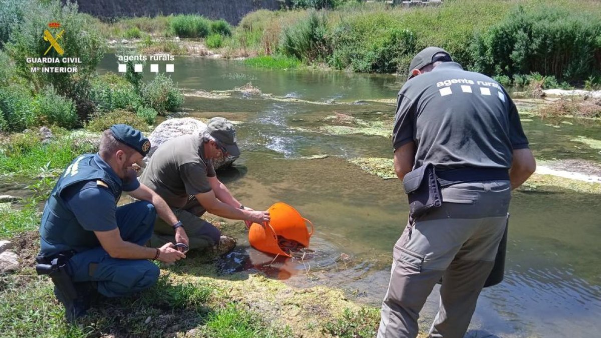 Rescaten més de 450 exemplars d'anguila atrapades en un tram del riu Francolí