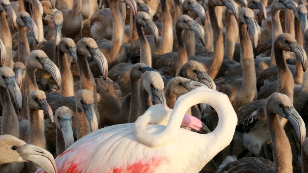 Més de 200 voluntaris anellen 400 polls de flamenc del Parc Natural del Delta de l'Ebre