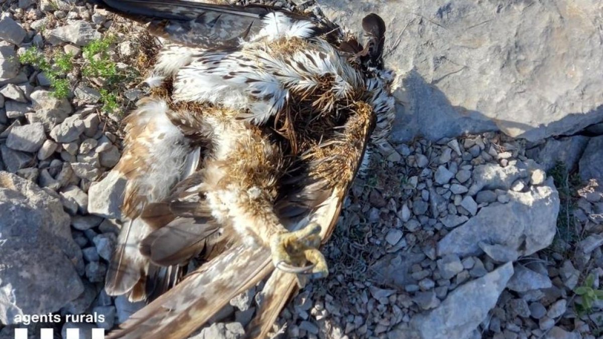 Els Agents Rurals investiguen els responsables de la mort a trets d'una àguila cuabarrada a Rasquera