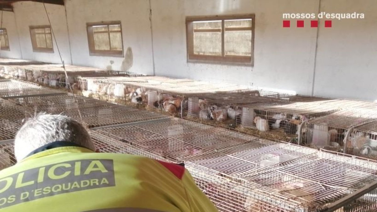 Denuncien la propietària d'una granja il·legal de conills d'Índies a la Sènia
