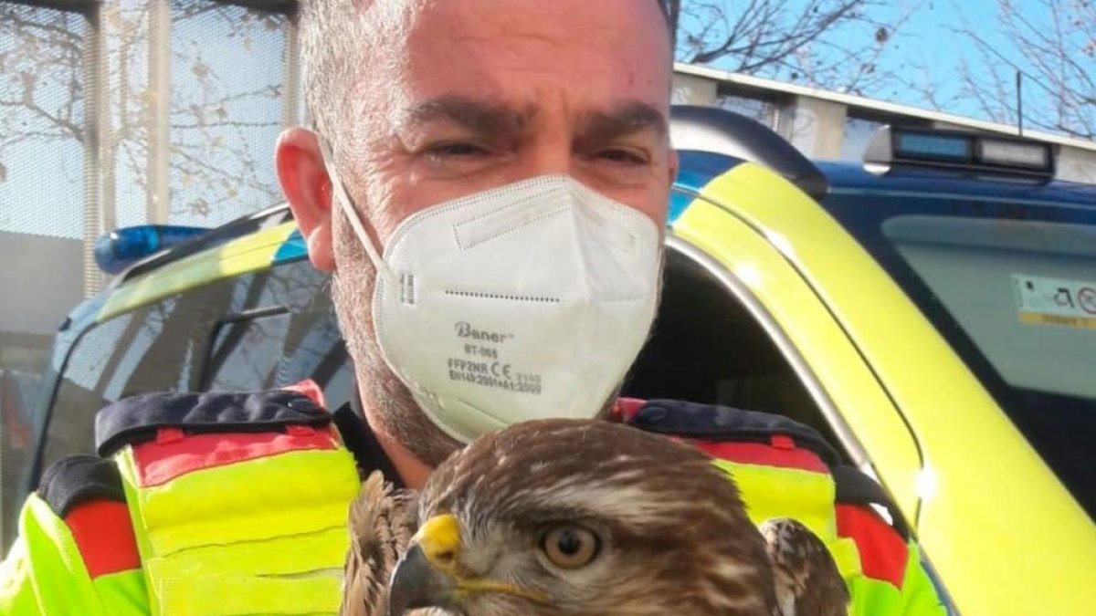 Rescaten un aligot comú a l'autovia A-27 a Tarragona