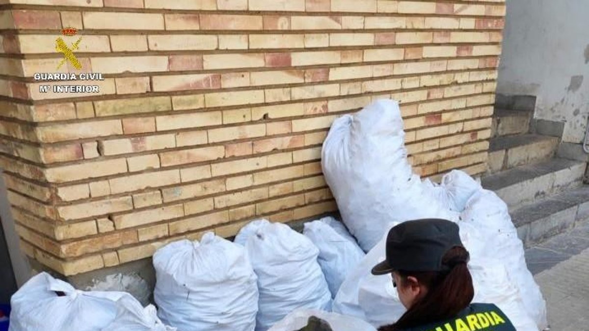 Intervienen casi media tonelada de algarrobas robada en una finca de Vandellòs