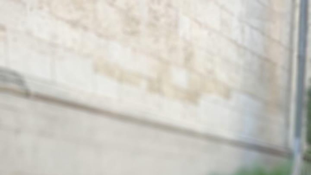 Un ratón se ha colado en el Colmado Baró