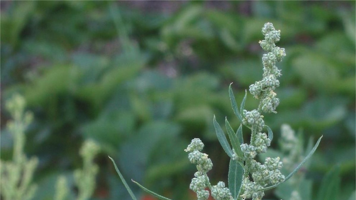 Descoberta una planta que redueix la salinització d'aigües dolces