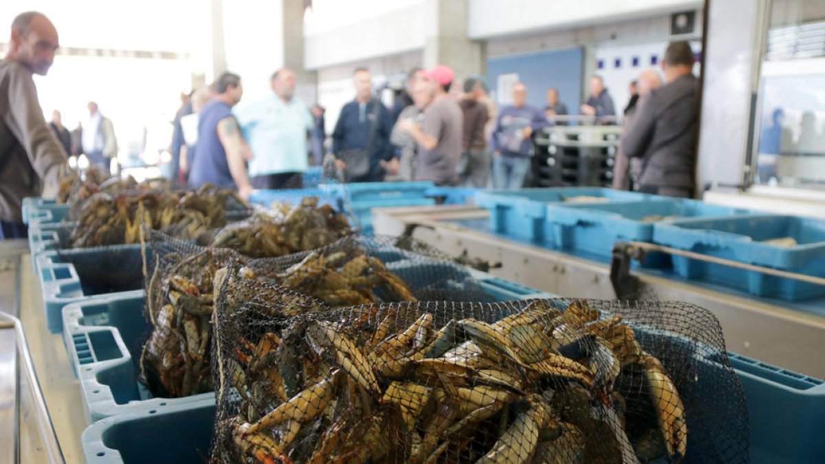 Los pescadores ebrenses sacan más de 5 millones de ejemplares de cangrejo azul