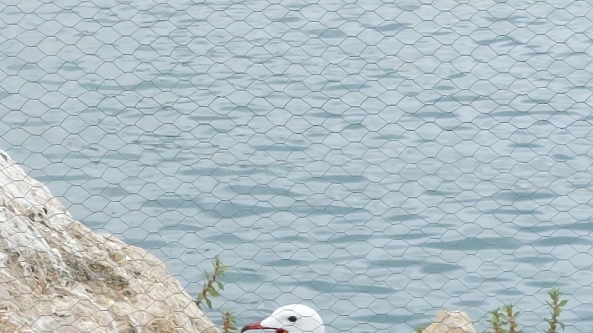 Detecten un augment de nius de la gavina corsa al Port de Tarragona