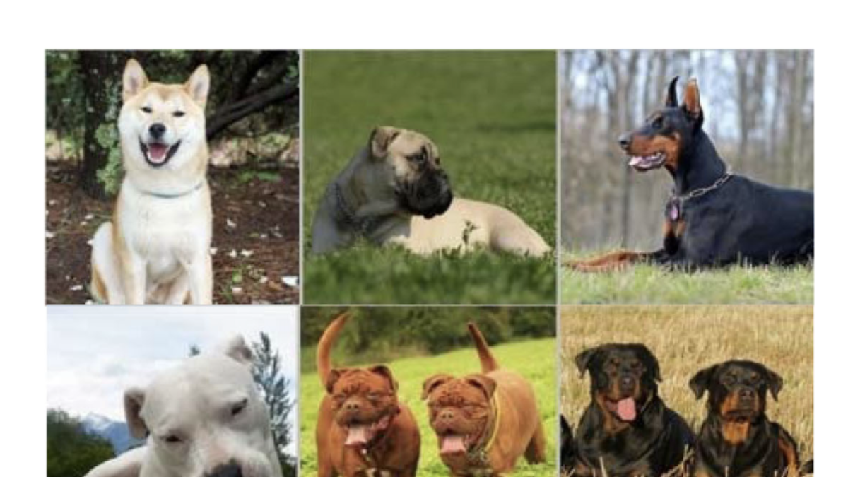 Cambrils pone en marcha una campaña de tenencia responsable de perros potencialmente peligrosos