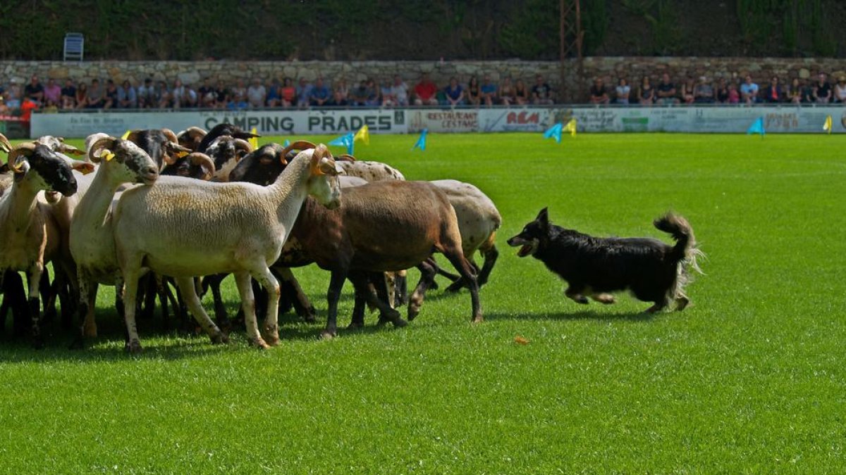 Prades será el escenario del XXXIII.º Concurso Internacional de Gossos d'Atura