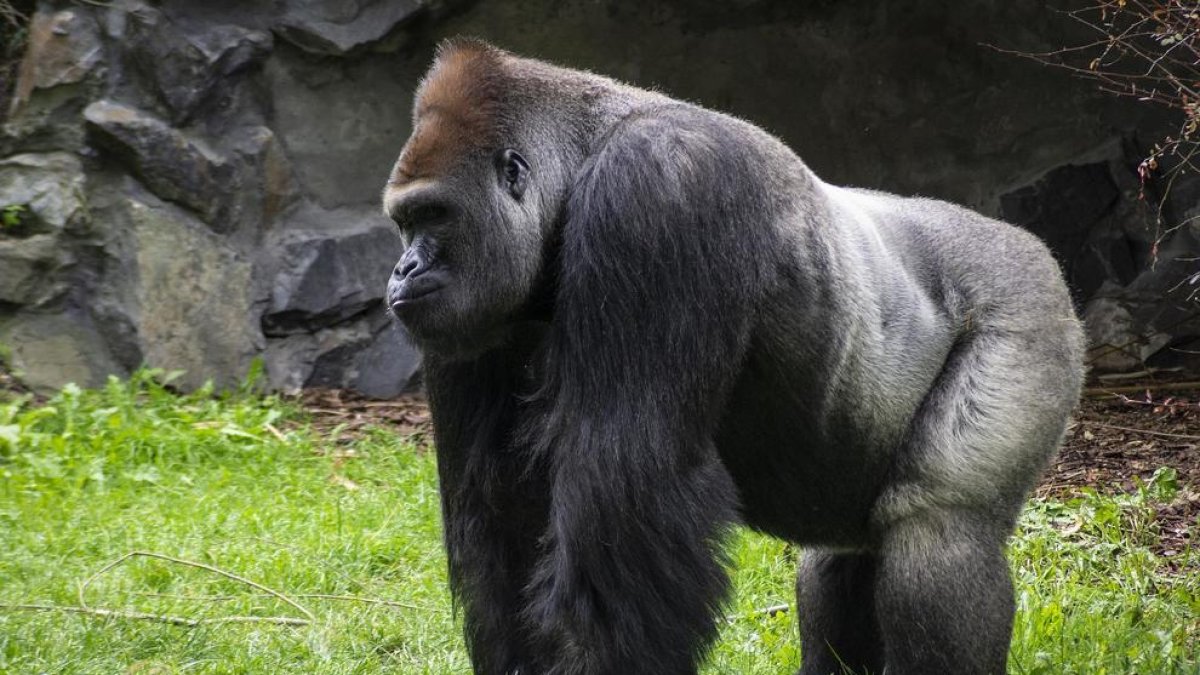 Detectat coronavirus en tres goril·les de Parc de la Natura de Cabárceno