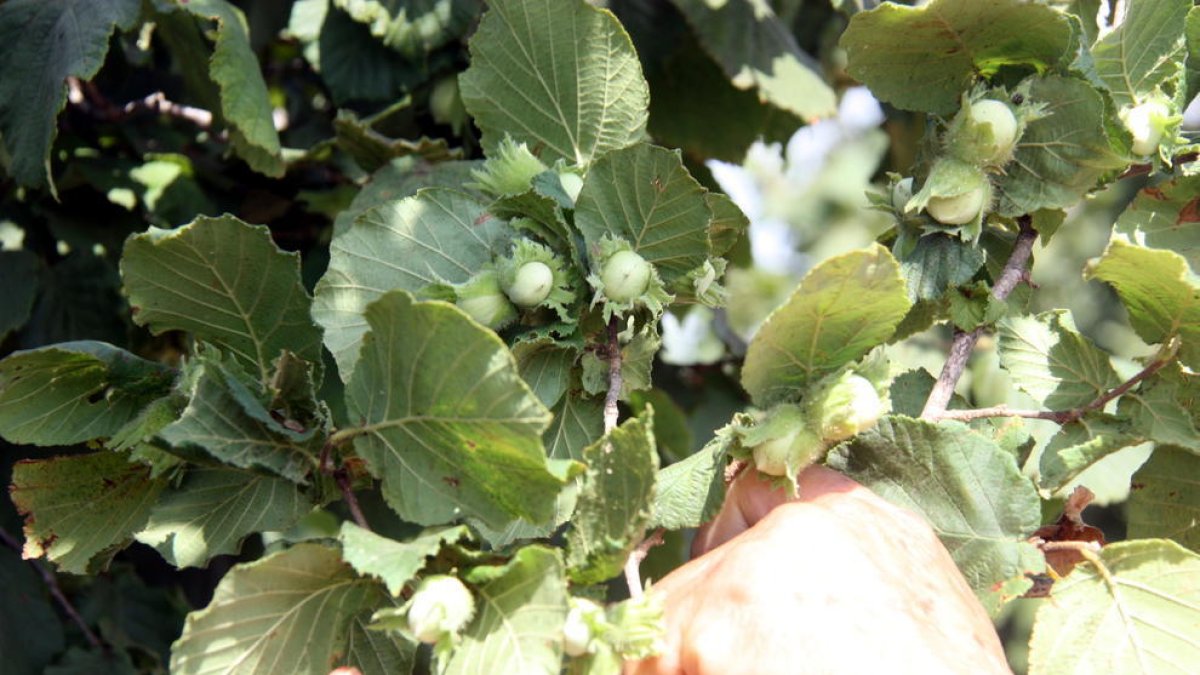 Les pluges de Tarragona han fet perdre el 10% de la collita d'avellanes