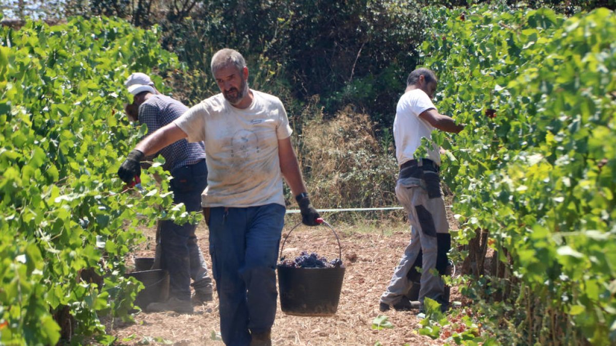 La verema s'avança al Camp de Tarragona i l'Ebre i la producció es reduirà