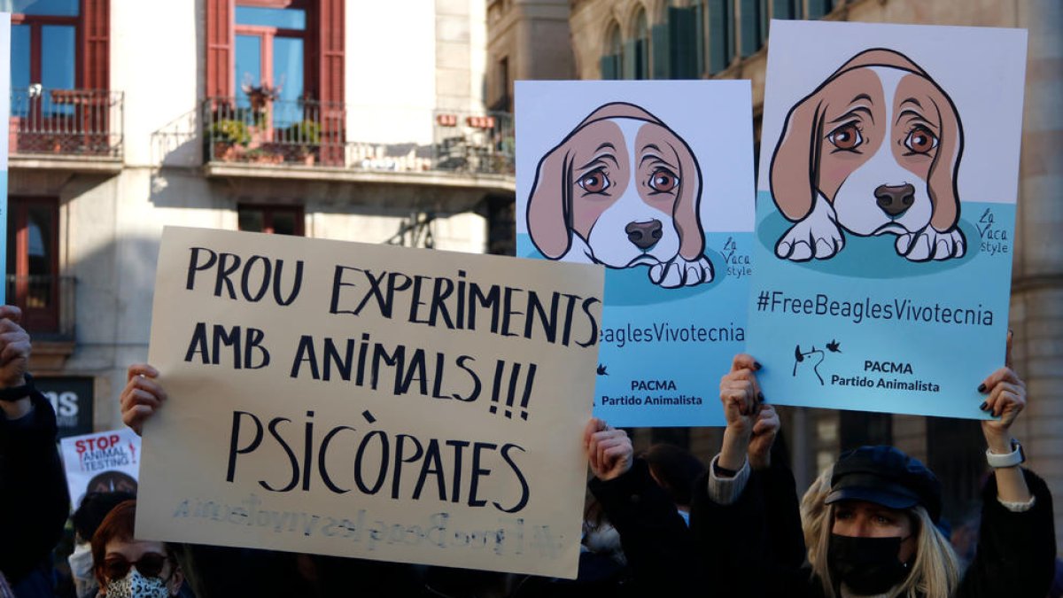 Centenares de personas reclaman la suspensión del experimento de la UB con Vivotecnia y la liberación de los cachorros