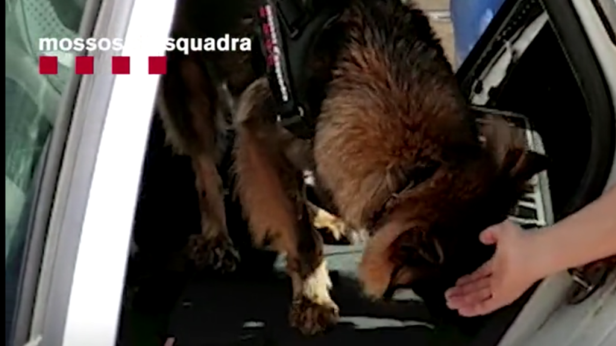 Un gos policia troba 37.000 euros amagats al seient d'un cotxe a Tarragona