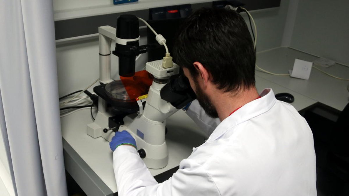 Sanitat confirma la segona mort a Espanya per la verola del mico