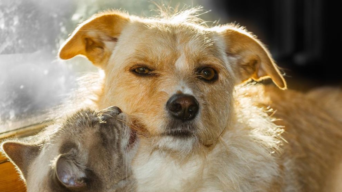 La Mesa de Bienestar Animal del Ayuntamiento de Torredembarra empieza a trabajar