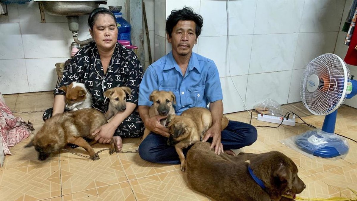 Sacrifican los trece perros de una pareja vietnamita por miedo que propagaran la covid