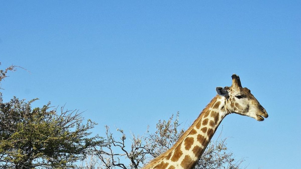 Un extraño fósil aclara el misterioso origen del largo cuello de las jirafas