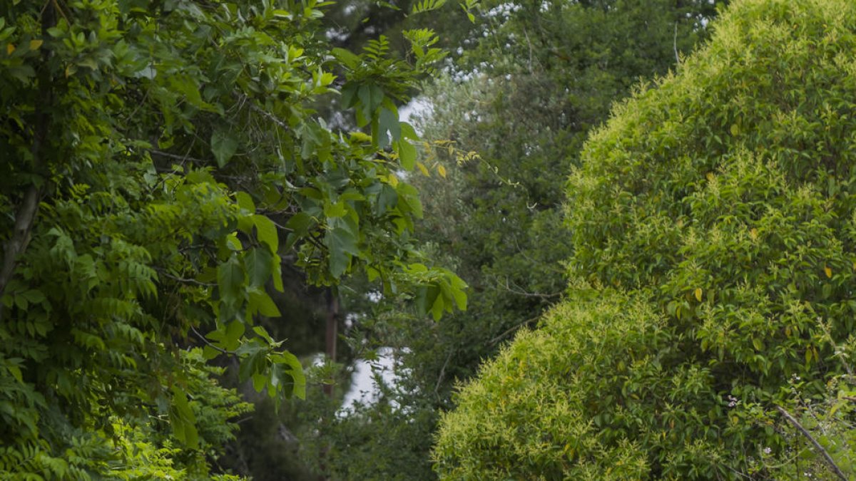 El Ayuntamiento de Reus prevé instalar 10 puntos de luz en la calle Hospitalera