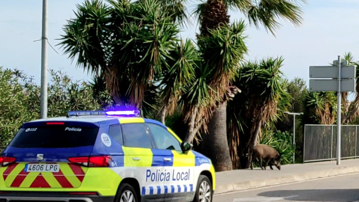 Un jabalí se pasea en plena luz del día por Calafell