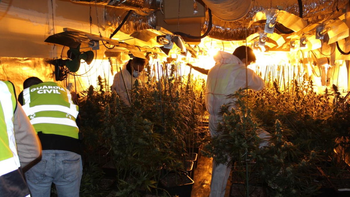 Desarticulada una organització criminal dedicada a la producció massiva de marihuana 'indoor' a Tarragona