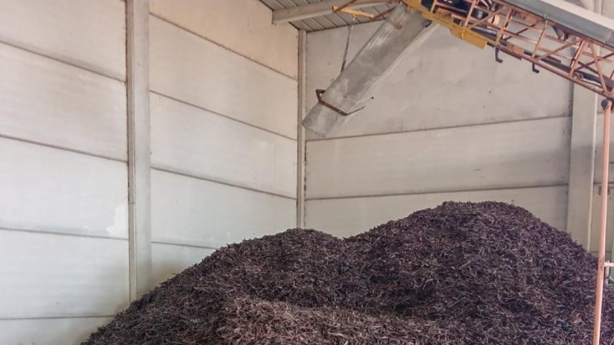 Denuncian a 17 personas en una semana por el hurto de una tonelada de algarrobas en el Baix Camp