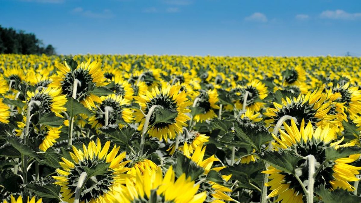 La guerra d'Ucraïna fa un tomb en un mes a l'alimentació mundial