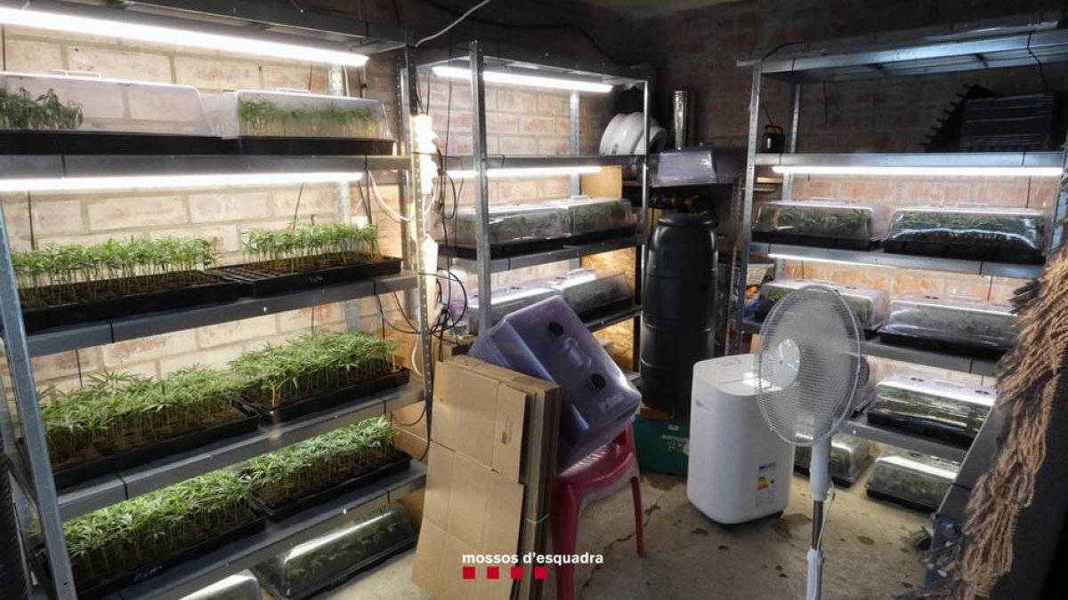 Detinguts a Almoster per cultivar esqueixos de marihuana per vendre'ls