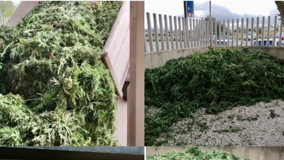 SAP-FEPOL pide soluciones para evitar la acumulación de marihuana en las comisarías