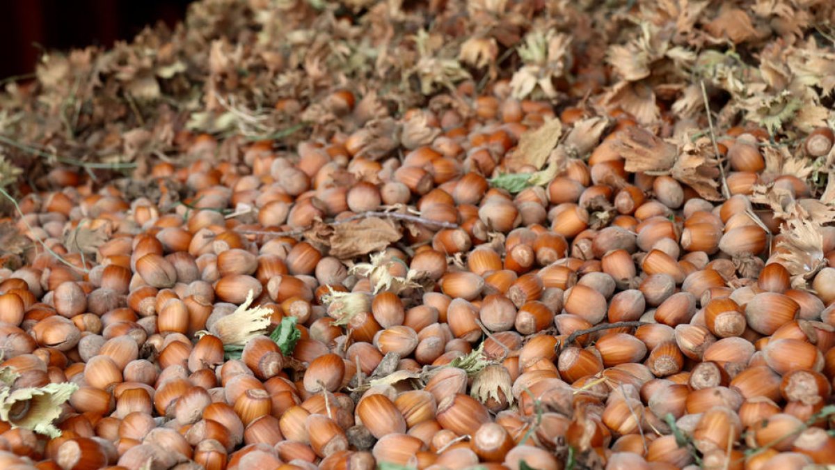Bona previsió per la collita d'avellanes al Camp de Tarragona